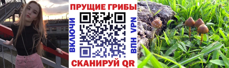 KRAKEN tor  Новосокольники  Галлюциногенные грибы ЛСД 